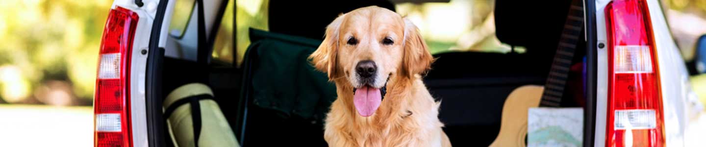 A.T.U Ratgeber Unterwegs mit dem Hund